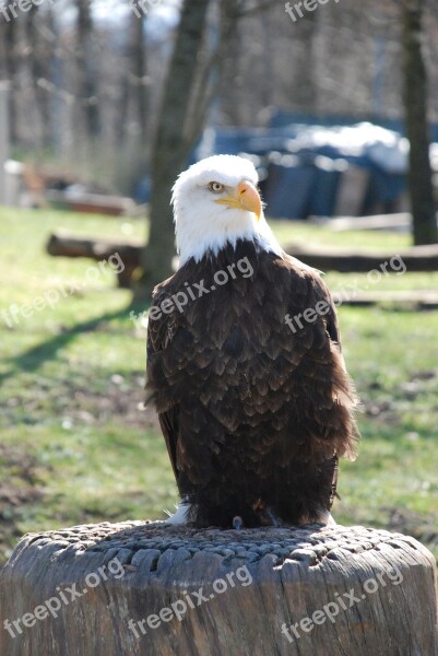 Bald Eagles Raptor Bald Eagle Animal Bird Of Prey