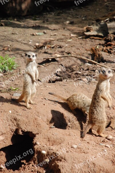 Meerkat Zoo Animal Nature Tiergarten