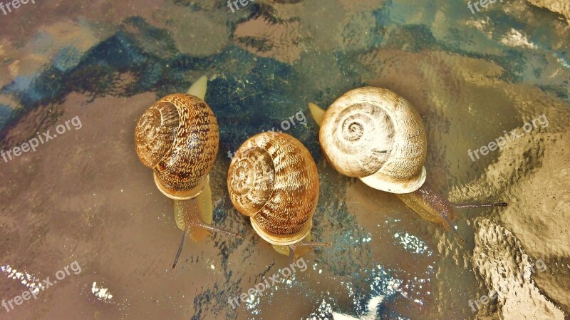 Snails Rainy Day Vacations Free Photos