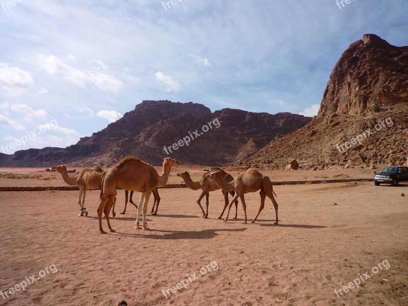 Jordan Desert Camels Sand Free Photos