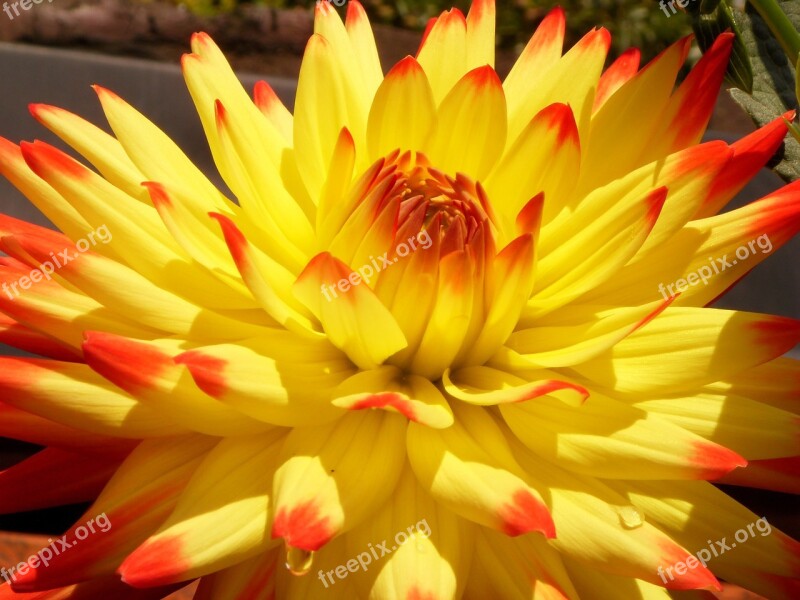 Dahlia Blossom Bloom Dahlia Garden Late Summer