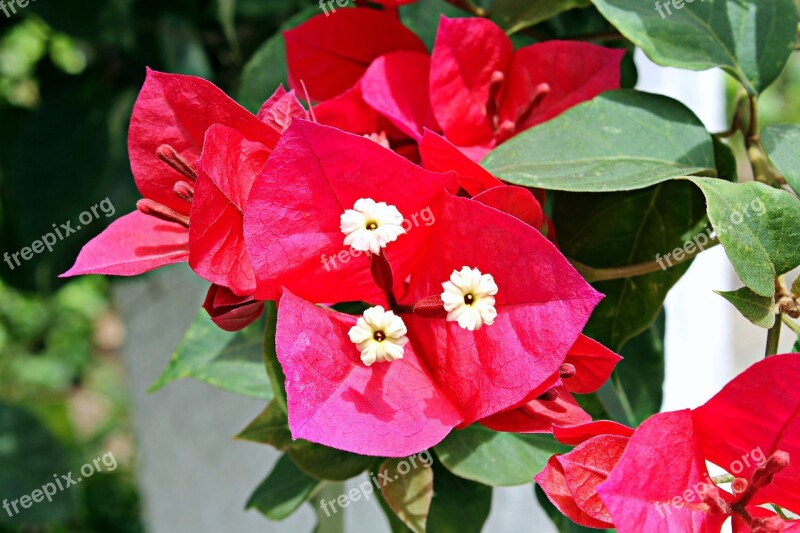 Three Marys Bougainvillea Buganvilia Hotel Onion Man Pataguinha