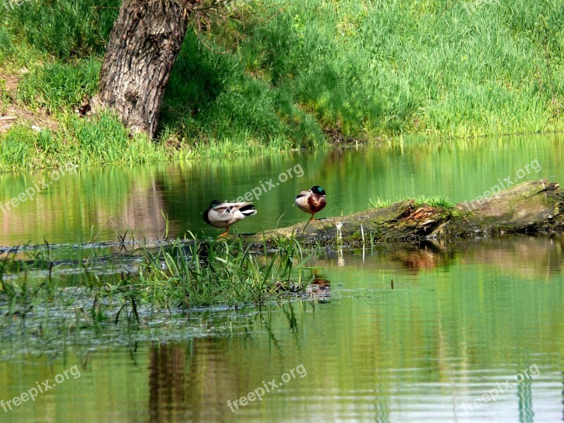 Białobrzegi Vistas Birds Free Photos