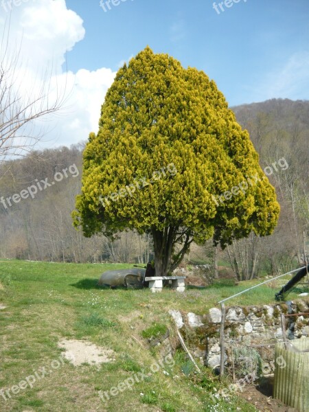 Nature Wood Mountain Branches Foliage