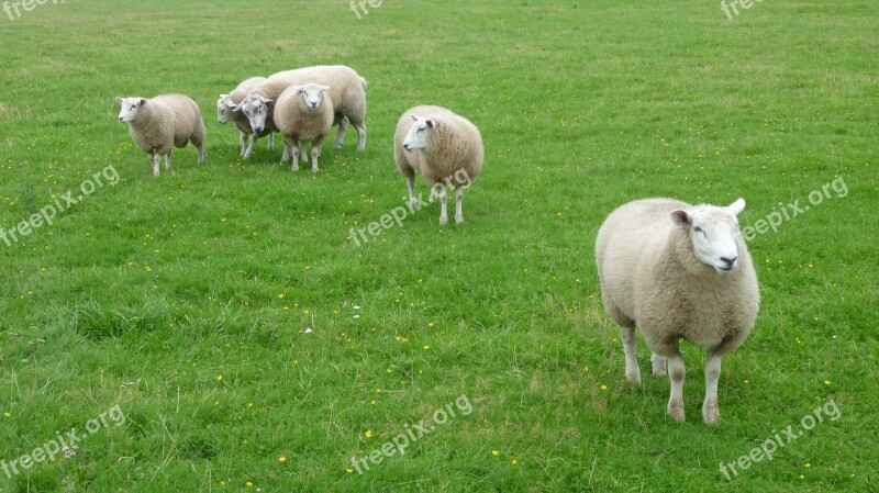 Sheep Salt Marshes Sylt Free Photos