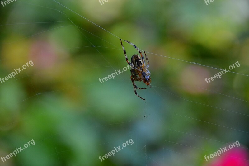 Spider Canvas Insect Wire Nature