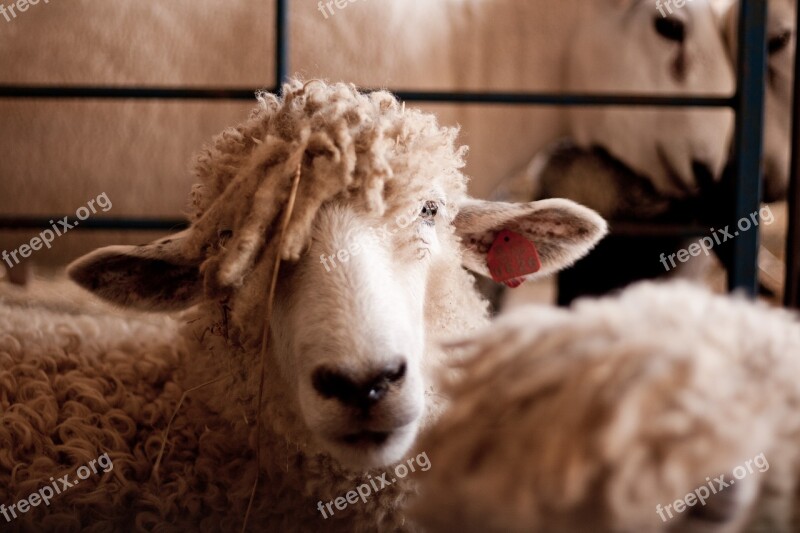 Sheep Animal Farm Free Photos