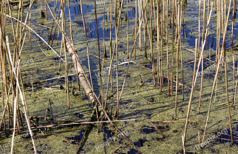 Biotope Nature Conservation Ecologically Nature Reserve Hudelmoos