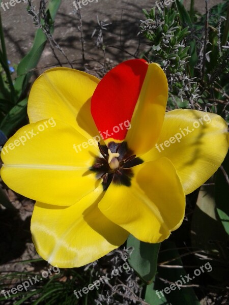 Tulip Blossom Bloom Yellow Red