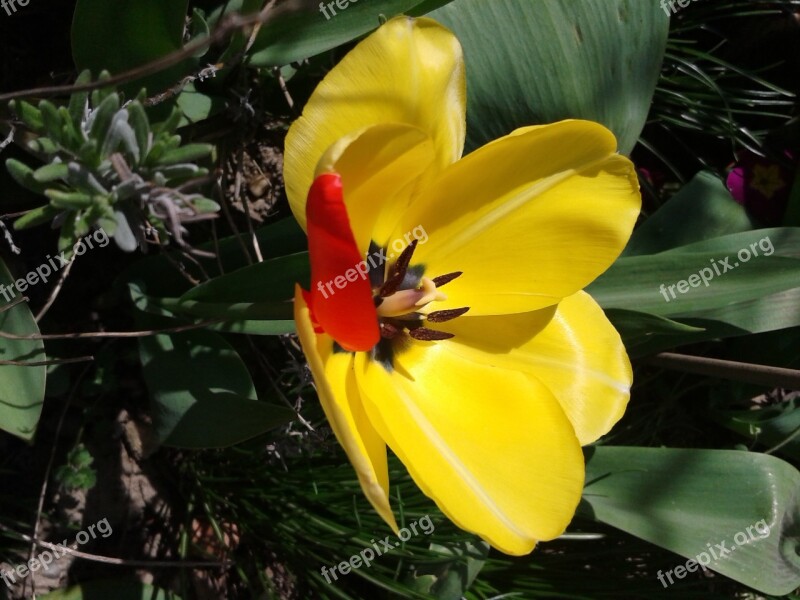 Tulip Yellow Blossom Bloom Spring