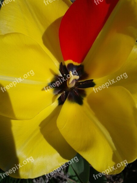 Tulip Blossom Bloom Yellow Red