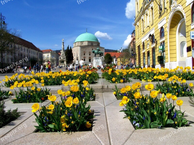 Yellow Tulip Bed Pecs Széchenyi Square Free Photos