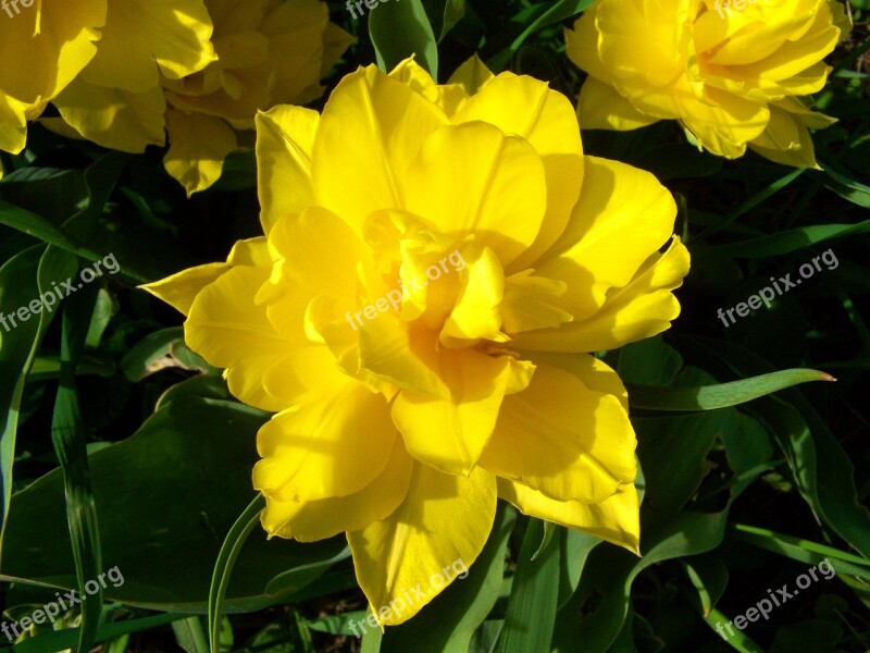 Full-flowered Tulips Yellow Spring Flower Garden Free Photos