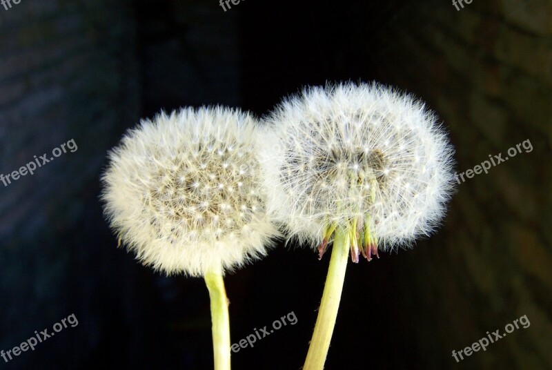 Dressing-gown Dandelion Dandelion Spring Free Photos