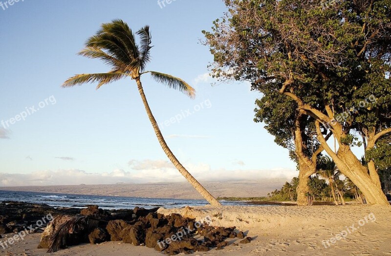 Beach Palm Tree Ocean Travel Tourists