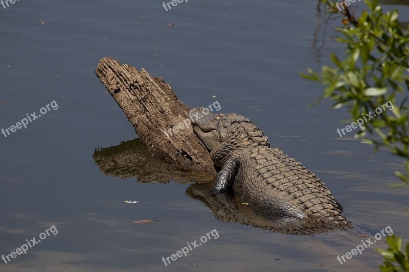 Alligator Log Water Sunning Reptile