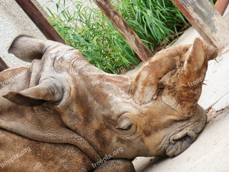 Rhino Rhinoceros Perissodactyla Free Photos