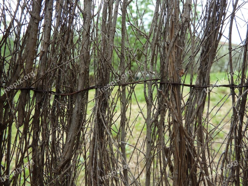 Fence Roots Wood Free Photos