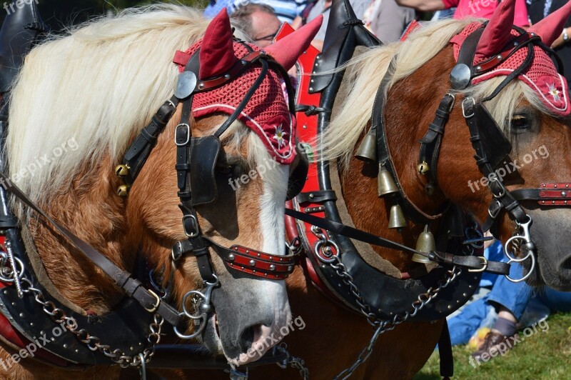 Horses Horse Coach Free Photos