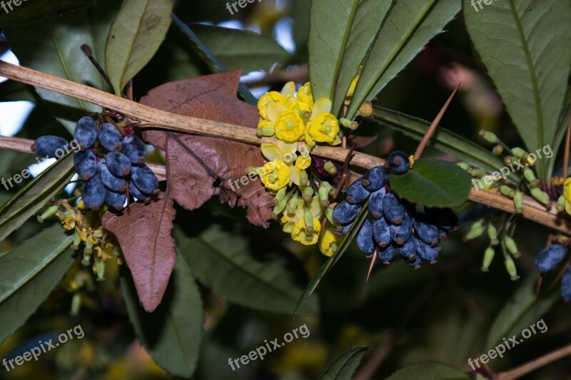 Barberry Blossom Bloom Berry Fruit