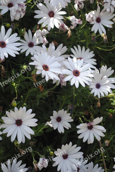 Daisies White Flowers Nature Daisy