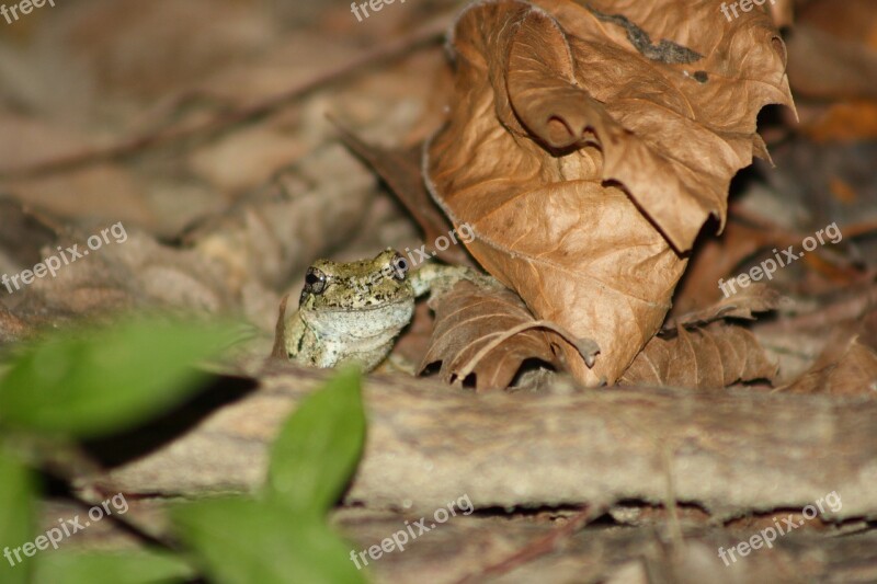 Frog Hiding Tiny Amphibian Free Photos