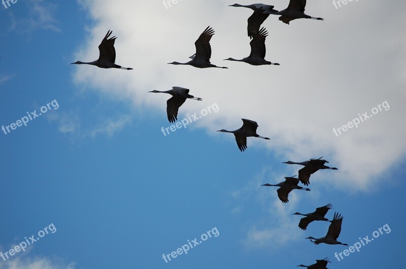 Cranes Sky Whooping Crane Nature Clouds