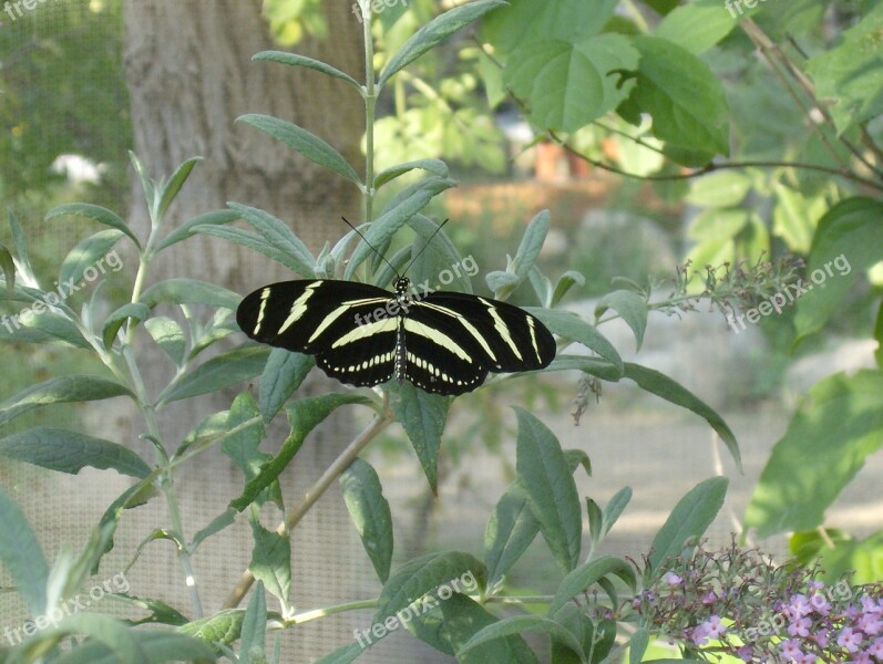 Butterfly Black And Tan Foliage Garden Nature