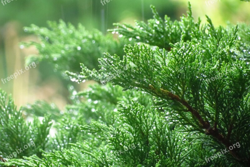 Raindrops Foliage Green Free Photos