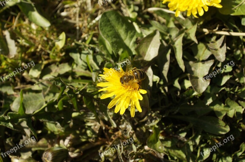 Dandelion Bee Insect Flower Yellow