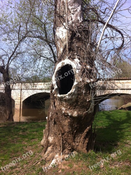 Tree Hollow Hole Old Nature