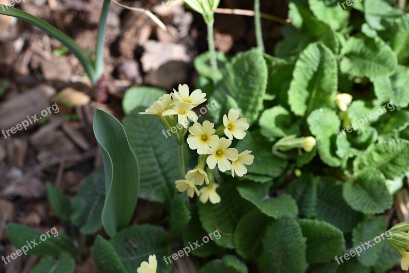 Cowslip Yellow Flower Early Bloomer Spring Flower Pointed Flower