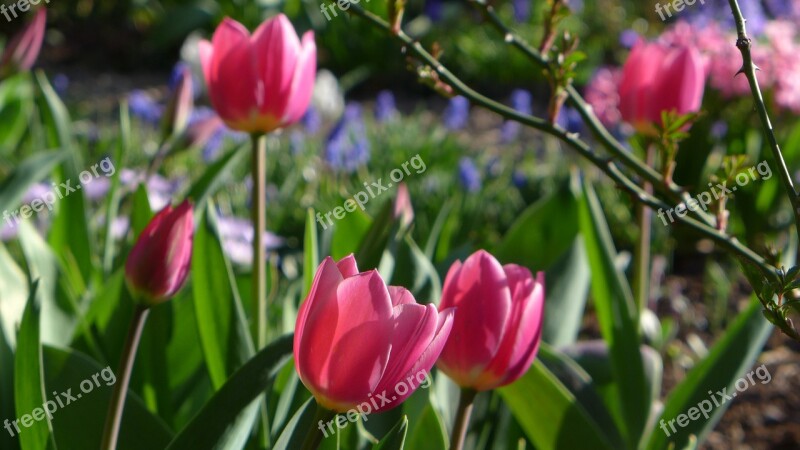 Tulips Frühlingsblüher Spring Flowers Plant Nature