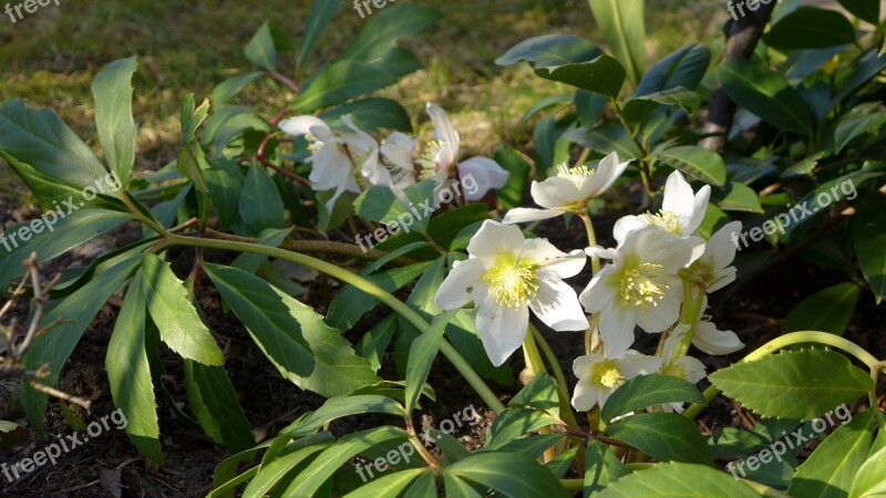 Christmas Rose Plant Nature Garden Green