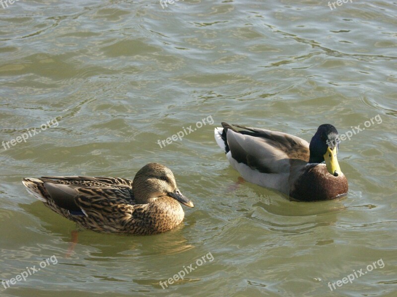 Ducks Duck Wild River Wisla