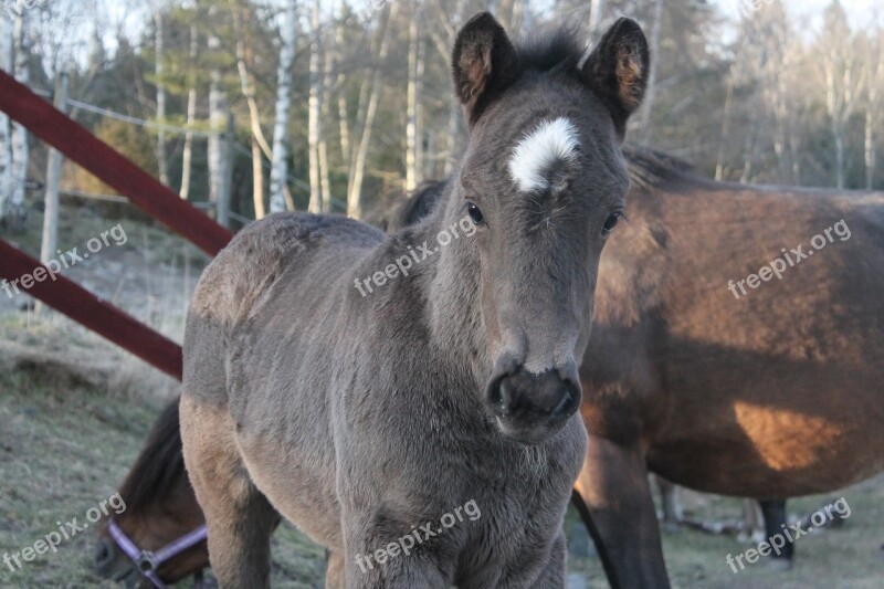 Grey Foal Horse Baby Free Photos