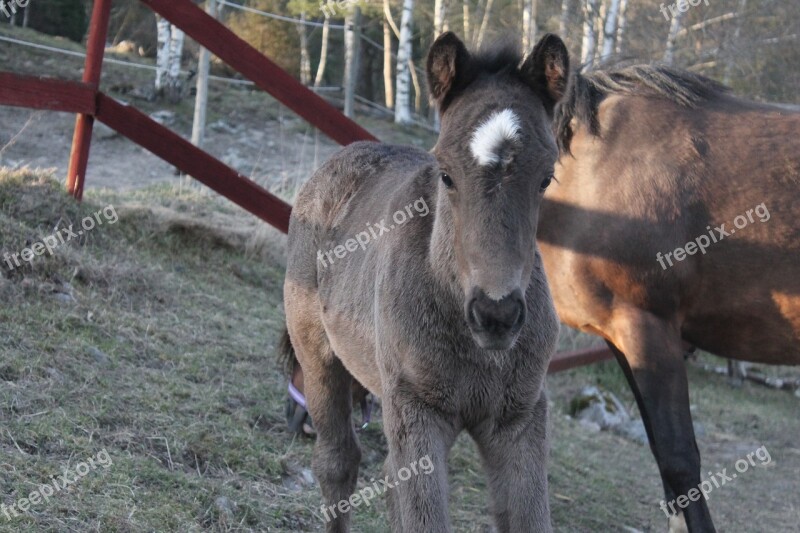 Foal Baby Horse Grey Cute