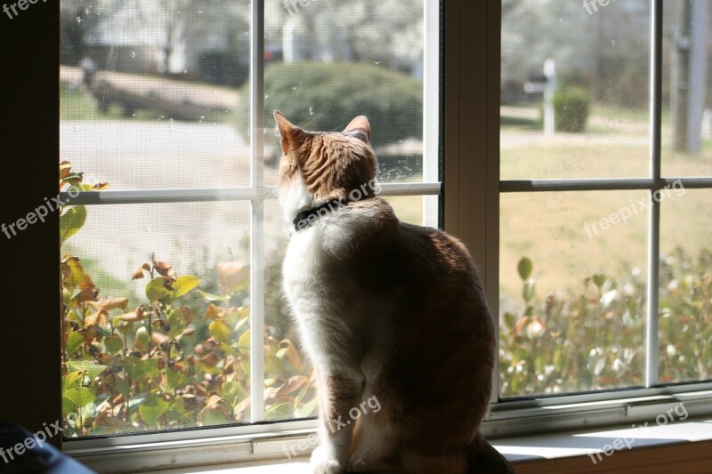 Cat Shadow Light Window Indoors