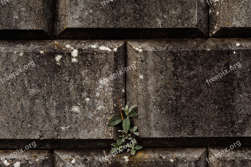 Wall Musten Plant Leaf Bricks