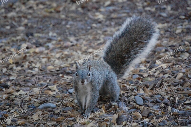 Squirrel Looking Outdoors Nature Park