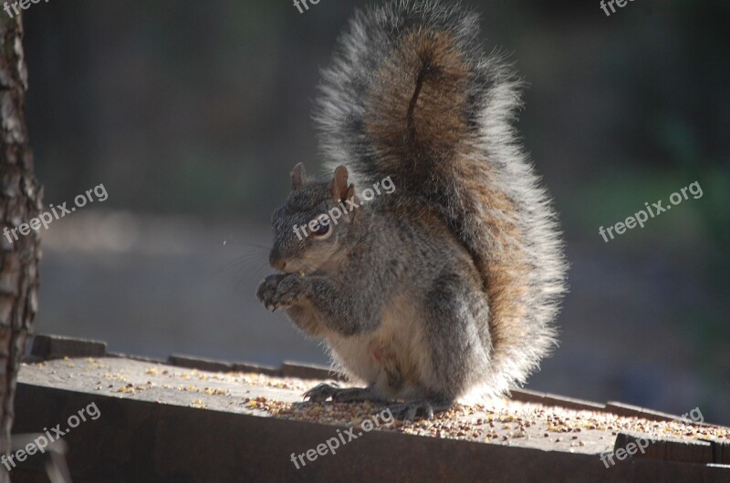 Squirrel Tail Eating Animal Wildlife