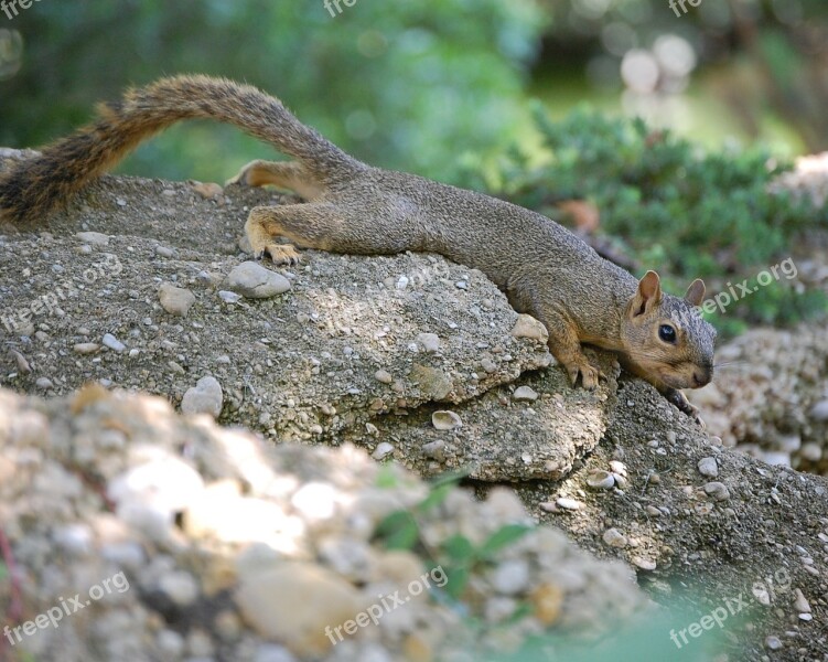 Squirrel Outdoors Rock Cute Mammal