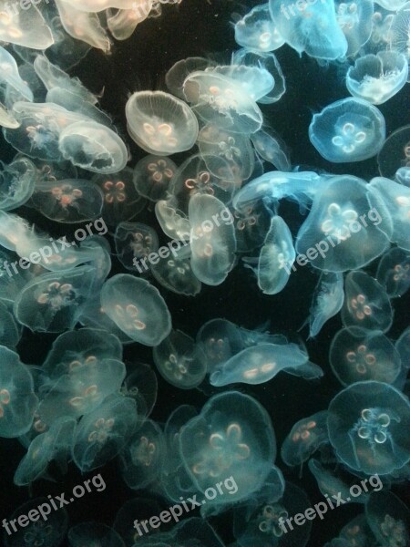 Glowing Jellyfish Jelly Fish Underwater Blue