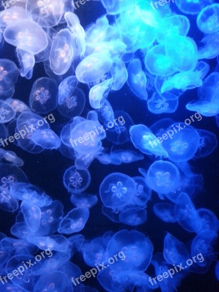 Jellyfish Jelly Fish Underwater Ocean Nature