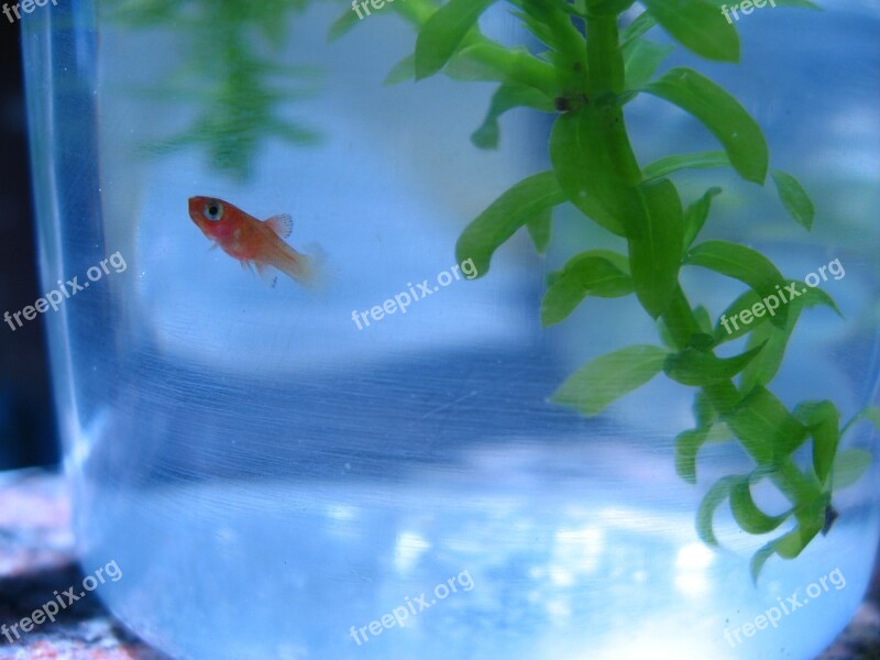 Fish Pet Goldfish Fishes Aquatic