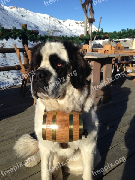 Saint-bernard Barrel Savoie Alps Dog