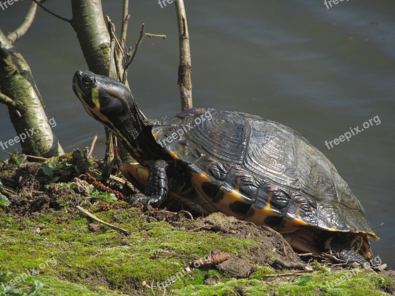 Turtle Panzer Animal Reptile Armored