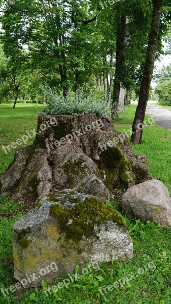 Rock Old Growing Stump Free Photos