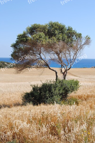 Olive Tree Mediterranean Cyprus Olive Tree