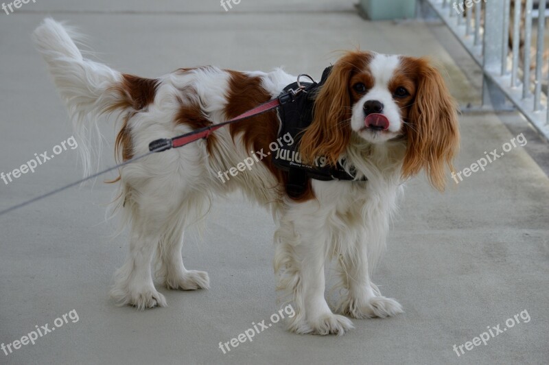 Dog Cavalier King Charles Spaniel Funny Pet Animal